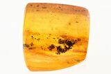 Detailed Fossil Fly (Dolichopodidae) with Plant Debris in Baltic Amber #275428-1